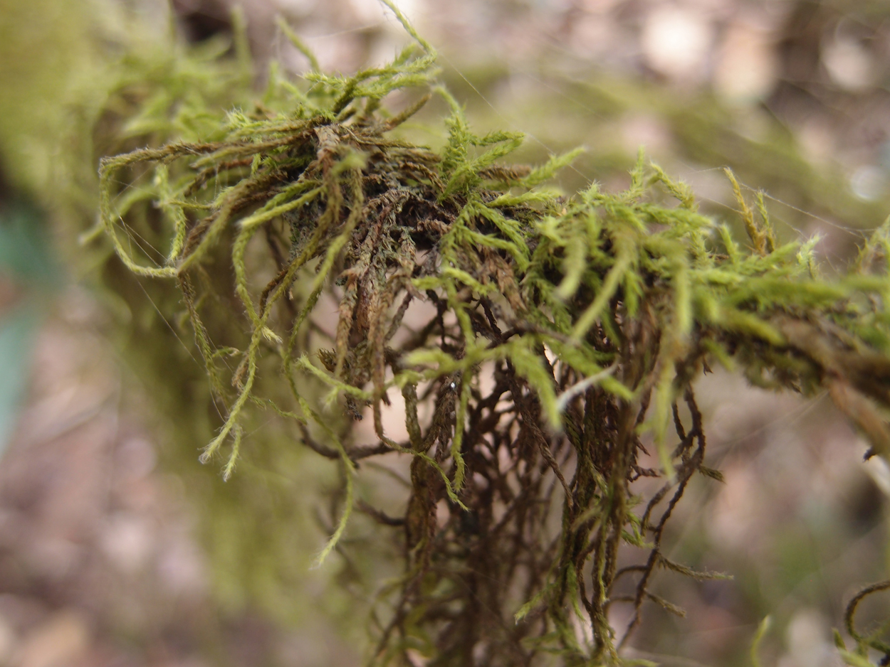 2018-01-16 12 Uhr - Im Shivapuri Nagarjun National Park (Nagi Gumba) (Foto) 